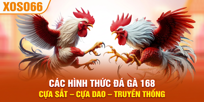 CÁC HÌNH THỨC ĐÁ GÀ 168 CỰA SẮT – CỰA DAO – TRUYỀN THỐNG