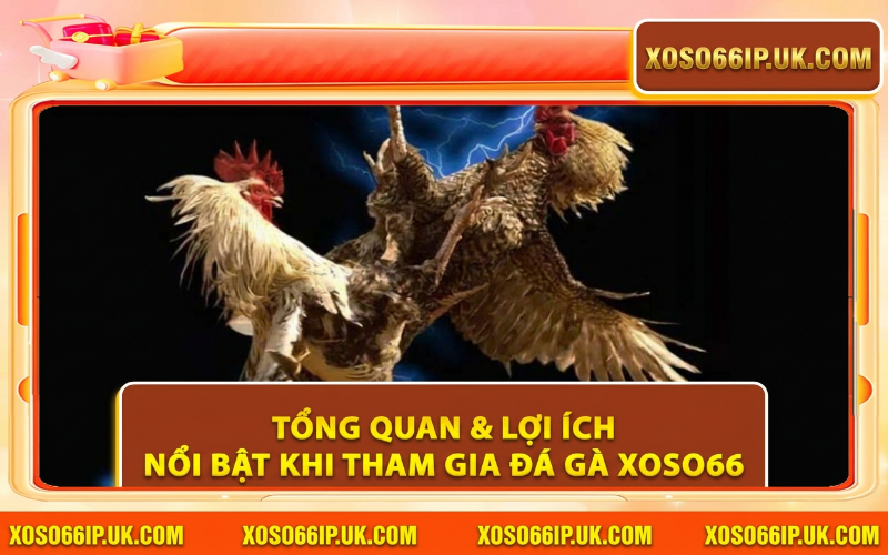 TỔNG QUAN & LỢI ÍCH NỔI BẬT KHI THAM GIA ĐÁ GÀ XOSO66